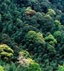 青海省持續(xù)開展大規(guī)模造林，國土綠化面積進(jìn)一步擴(kuò)大，省東部地區(qū)森林覆蓋率達(dá)32%高于全國平均水平