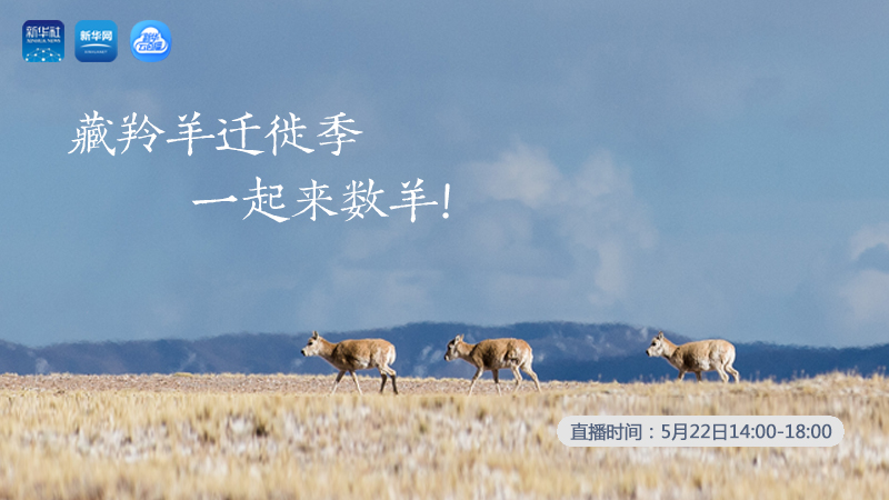 三江源慢直播丨藏羚羊遷徙季 一起來數(shù)羊！